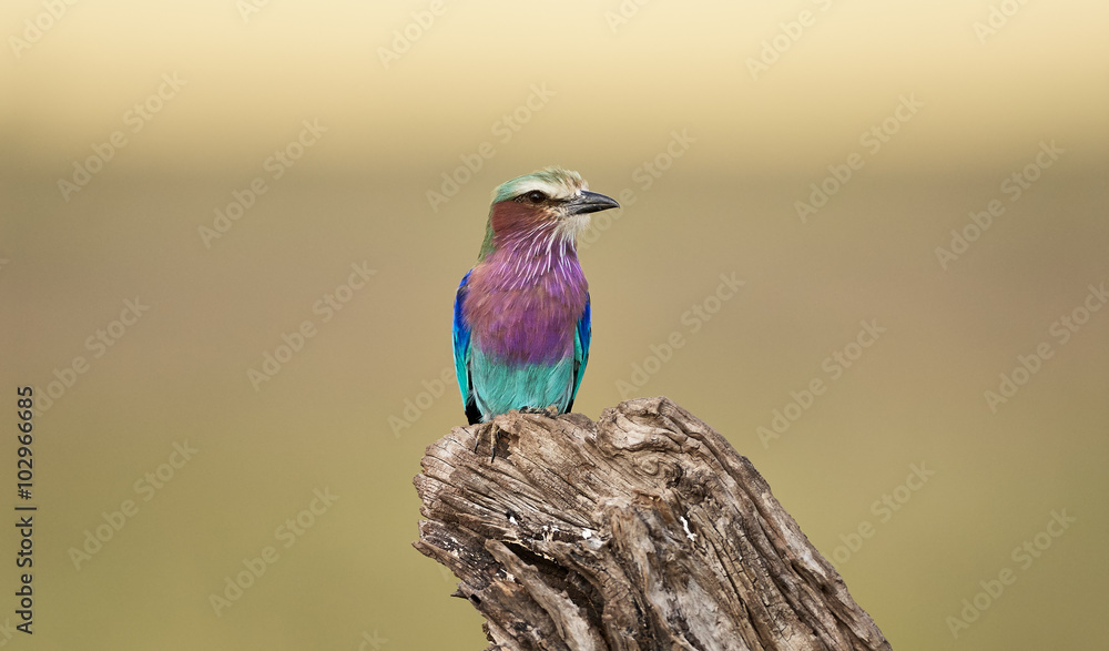 Lilac breasted roller Lilac breasted roller
