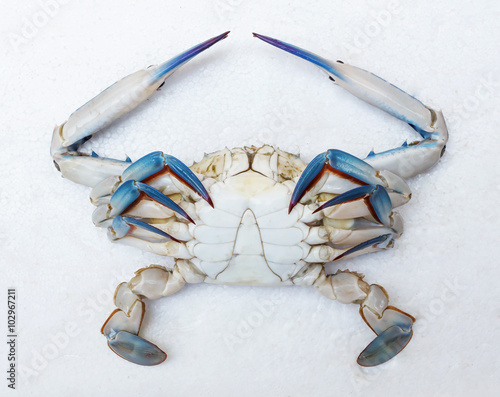 Blue crab