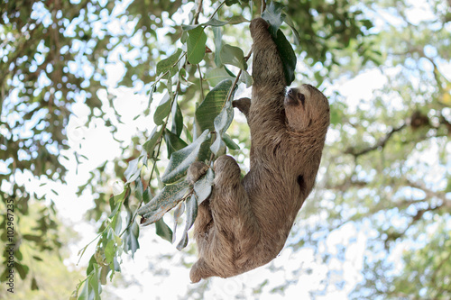 Sloth climbing tree in nature reserve in Brazil © kleberpicui