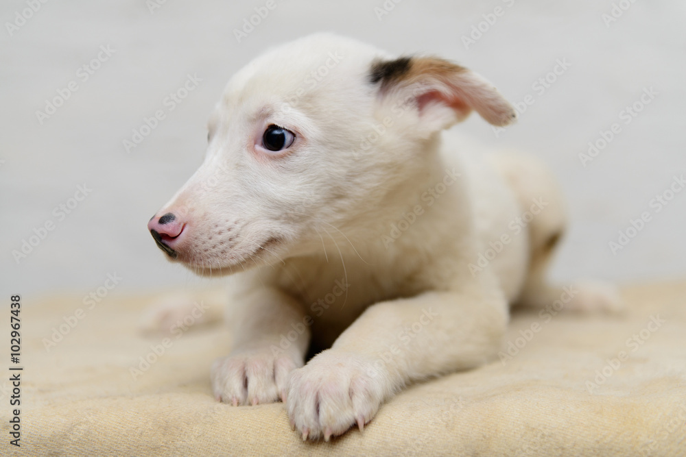 homeless puppy in shelter homeless puppy in shelter