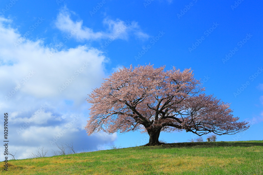 Fototapeta premium 亀ケ森の一本桜