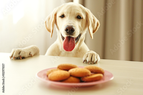 Cute Labrador dog and cookies against wooden table on unfocused background photo