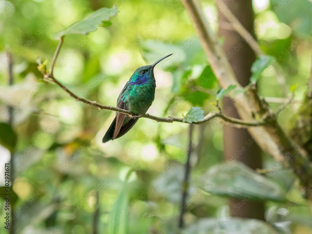 Humminbird in Monteverde