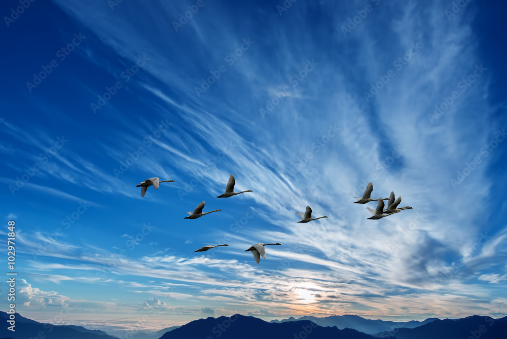 Fototapeta premium Birds flying against blue evening sunset in the background envir