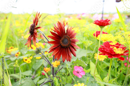 tournesol rouge photo