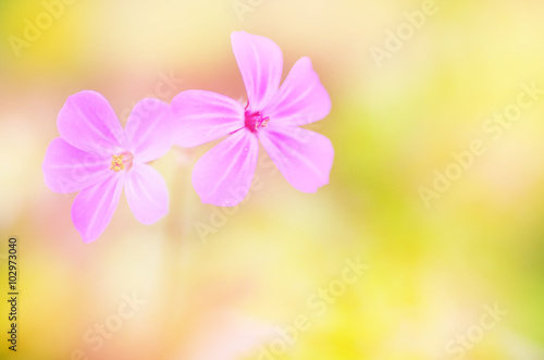 Flowers on a soft blurred background with copy space