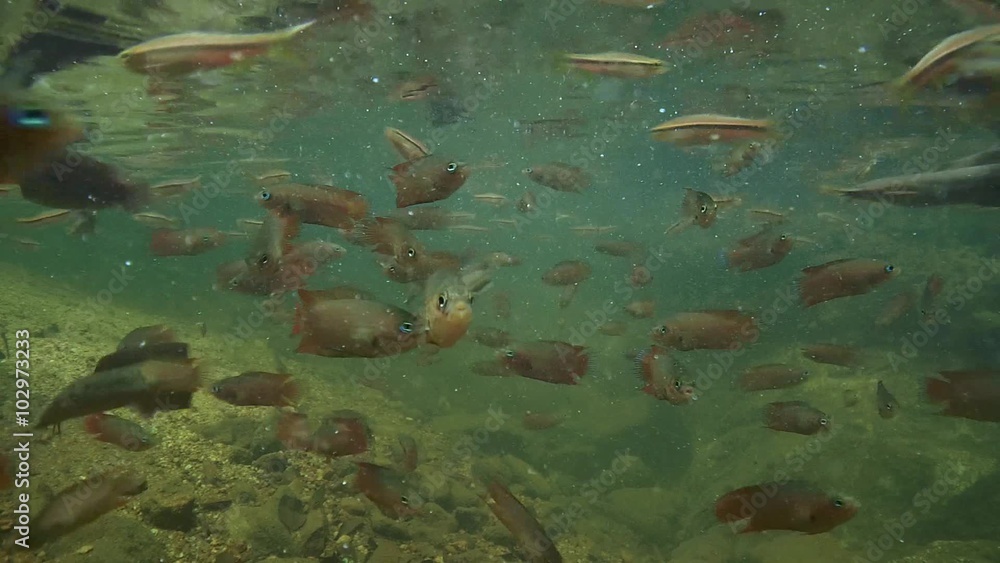 Striped rasbora (Rasbora daniconius), Walking catfish (Clarias brachysoma) and combtail (Belontia signata) - endemic to Sri Lanka, feed under the surface of the water, Sinharaja, Sri Lanka
Striped rasbora (Rasbora daniconius), Walking catfish (Clarias brachysoma) and combtail (Belontia signata) - endemic to Sri Lanka, feed under the surface of the water, Sinharaja, Sri Lanka