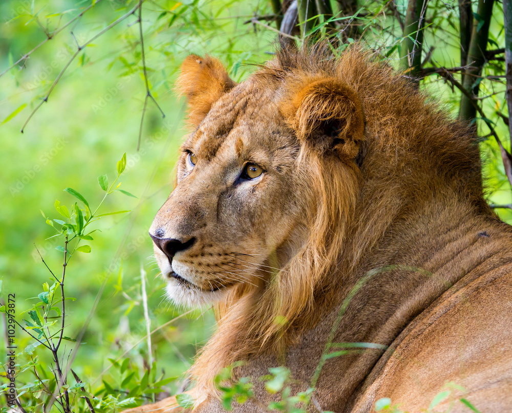 Naklejka premium The very rare Asiatic Lion in a national park in India. These national treasures are now being protected, but due to urban growth they will never be able to roam India as they used to. 