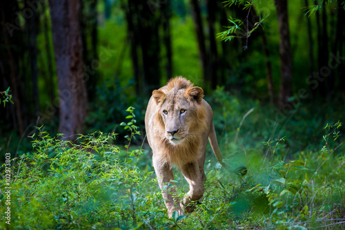 Fototapeta Naklejka Na Ścianę i Meble -  The very rare Asiatic Lion in a national park in India. These national treasures are now being protected, but due to urban growth they will never be able to roam India as they used to. 