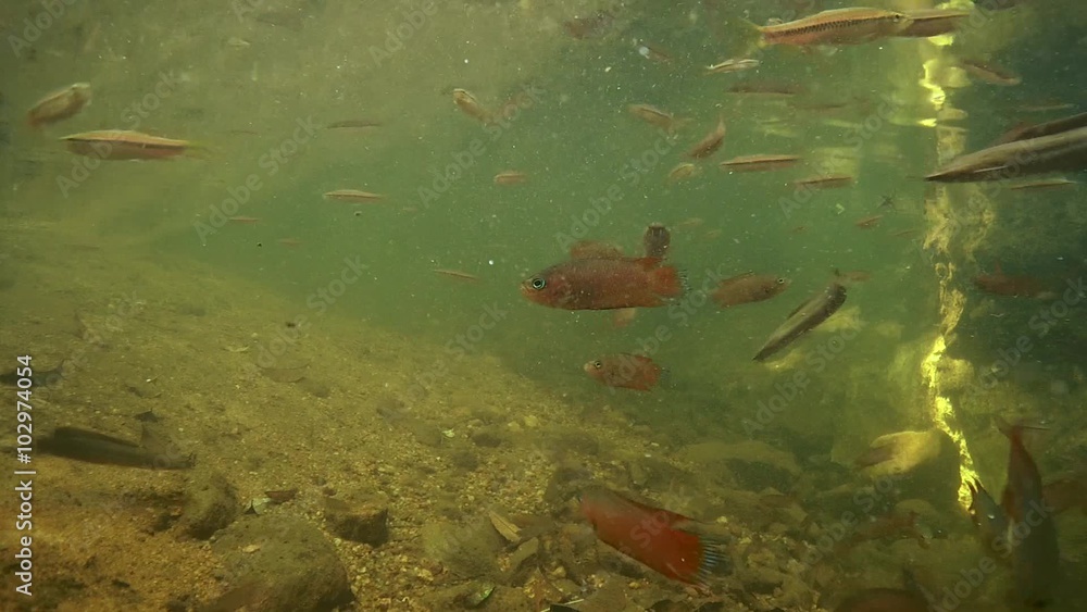 Striped rasbora (Rasbora daniconius), Walking catfish (Clarias