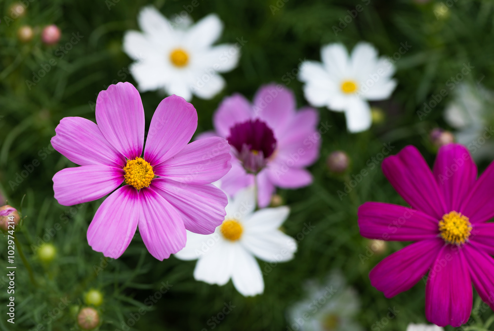 Cosmos flowers blooming