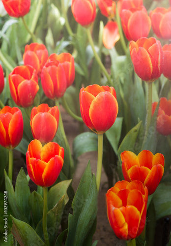 colorful of yellow and red color tulip flower