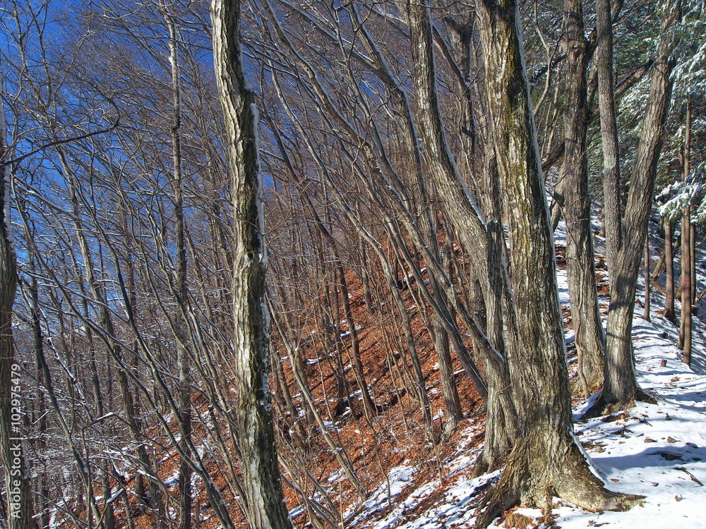 Fototapeta premium 冬の低山