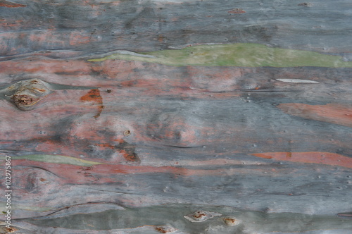 Eucalyptus texture 