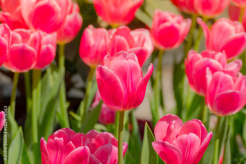 Tulip. Beautiful bouquet of tulips. colorful tulips. Tulip. Beautiful bouquet of tulips. colorful tulips.