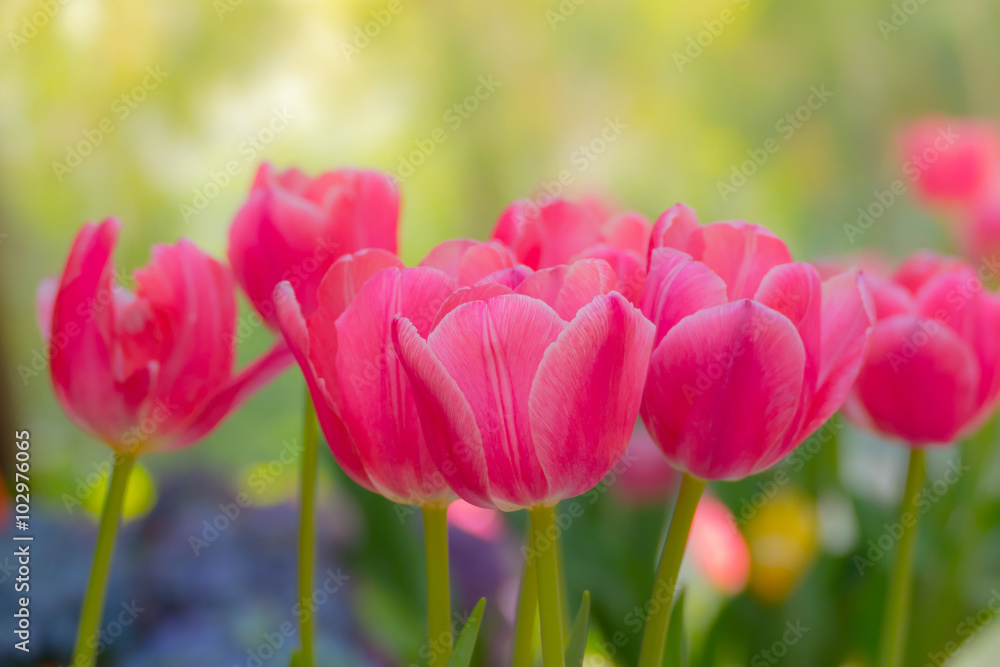 Tulip. Beautiful bouquet of tulips. colorful tulips. Tulip. Beautiful bouquet of tulips. colorful tulips.