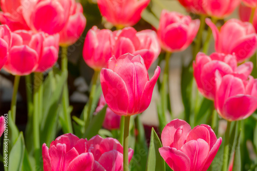 Tulip. Beautiful bouquet of tulips. colorful tulips.