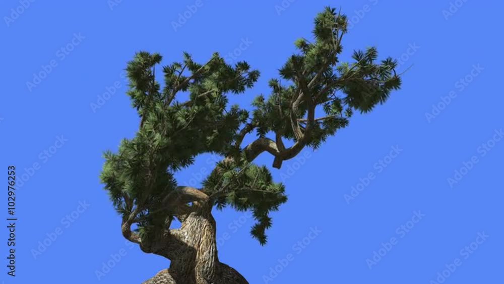 Jeffrey Pine Pinus Jeffreyi Coniferous Evergreen Tree is Swaying at The Wind Green Needle-Like Glaucous Gray-Green Leaves Tree in Windy Day Jeffrey Pine Pinus Jeffreyi Coniferous Evergreen Tree is Swaying at The Wind Green Needle-Like Glaucous Gray-Green Leaves Tree in Windy Day