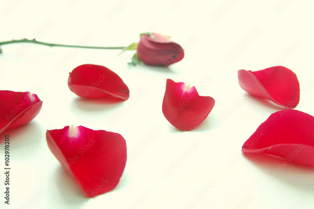Loose rose petals scattered on white surface with a stalk of rose in the background Loose rose petals scattered on white surface with a stalk of rose in the background