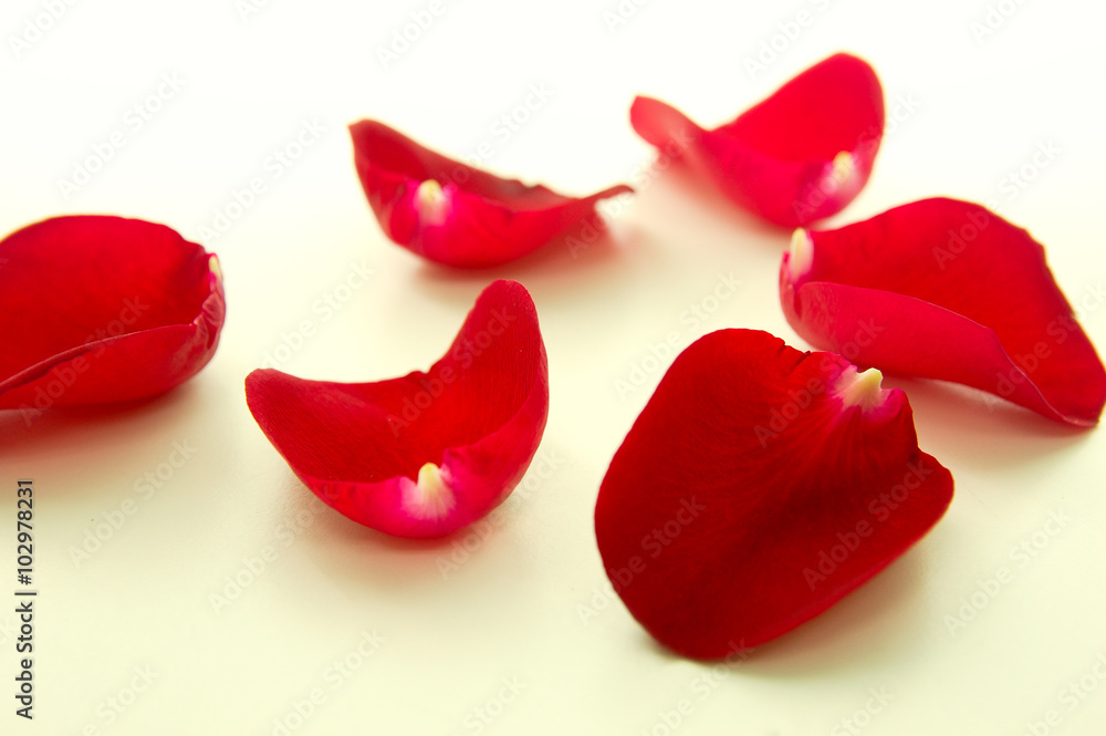 Fototapeta premium Loose red rose petals scattered on white surface