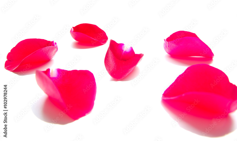 Loose red rose petals scattered on white surface with intentional overexposure Loose red rose petals scattered on white surface with intentional overexposure