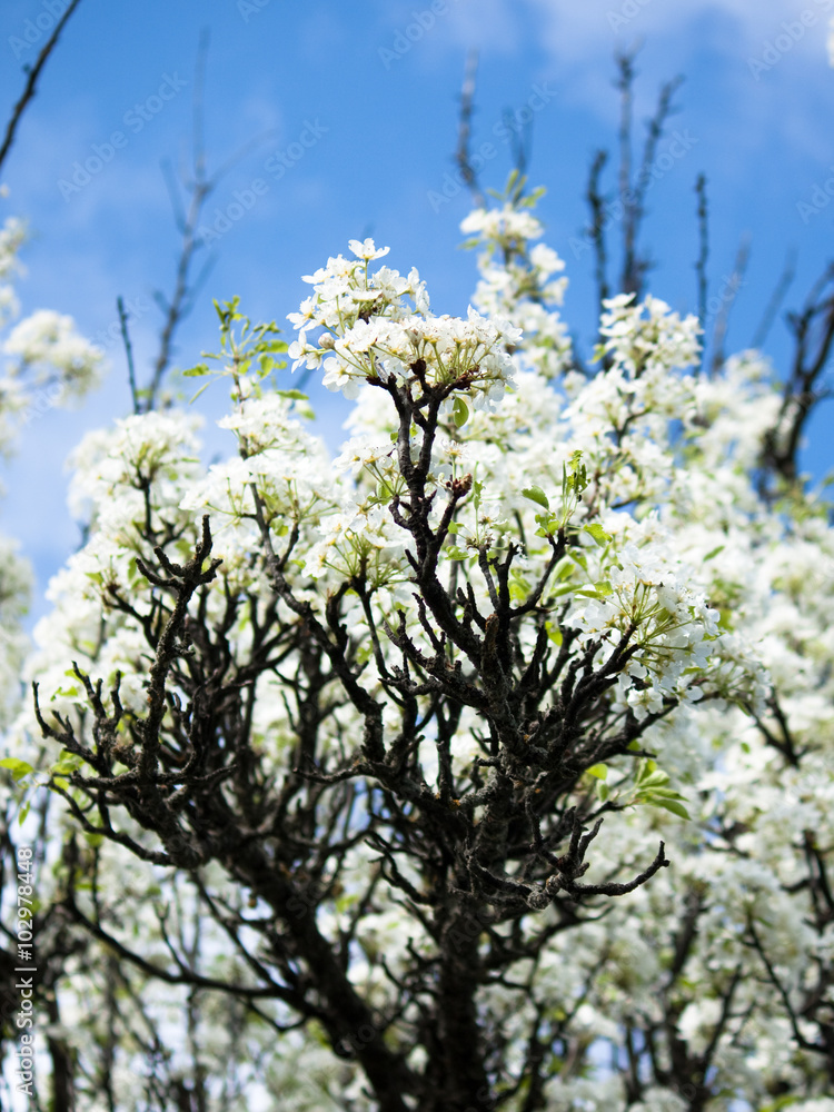 Plum blossoms in spring white flowers. Plum blossoms in spring white flowers.
