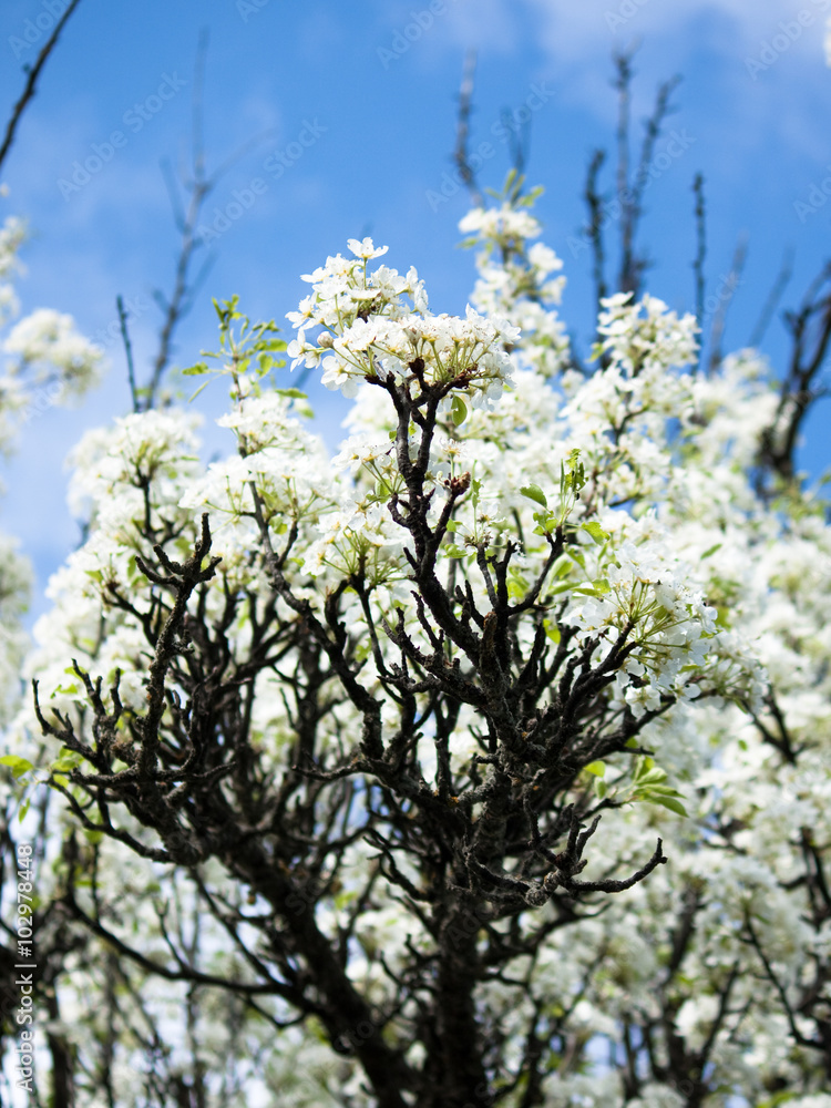 Plum blossoms in spring white flowers.