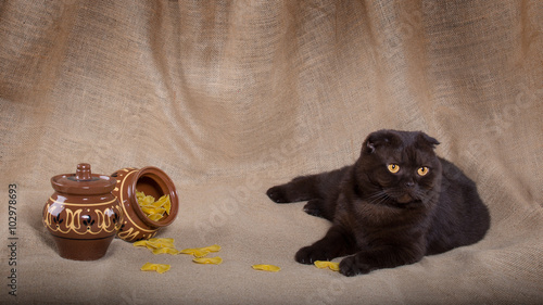 Photography Mischievous cat scattered the pasta