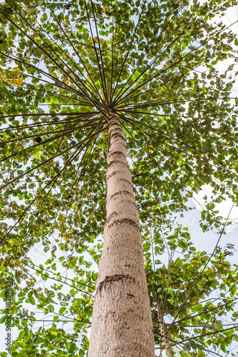 Looking up from under view the tree with sun light