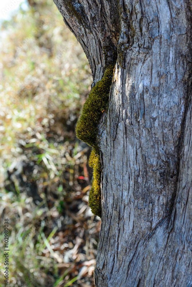 Obraz premium Moss growing on tree in summer time.