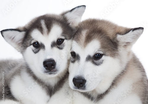 Animals. Two puppy Husky white isolated