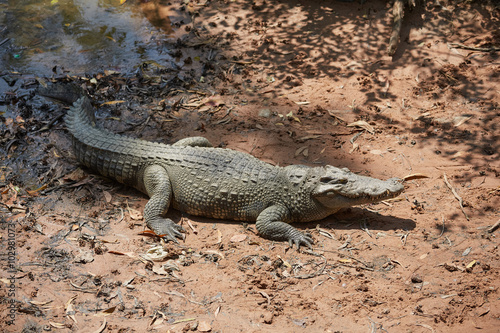 Crocodile in Vietnam © photoniko