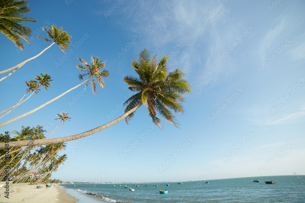 landscapes with palm trees in Vietnam landscapes with palm trees in Vietnam