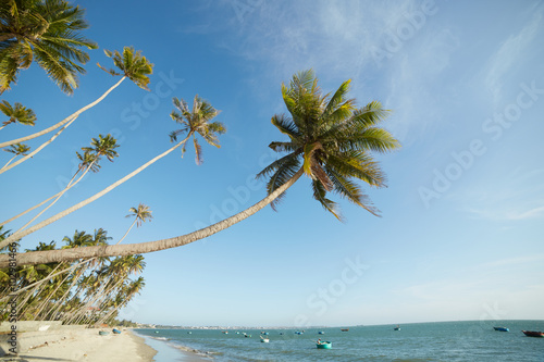 Fototapeta Naklejka Na Ścianę i Meble -  landscapes with palm trees in Vietnam