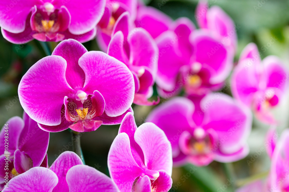 Pink phalaenopsis orchid flower Pink phalaenopsis orchid flower