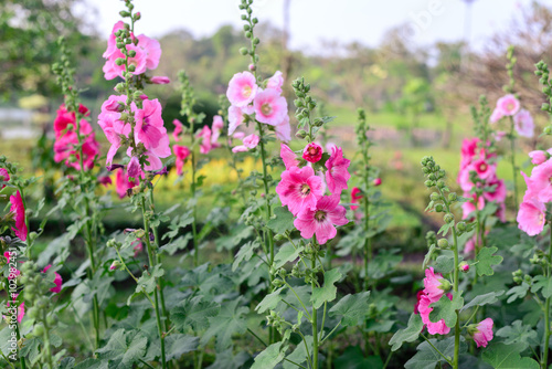 Beautiful pink hollyhock flowers in garden.