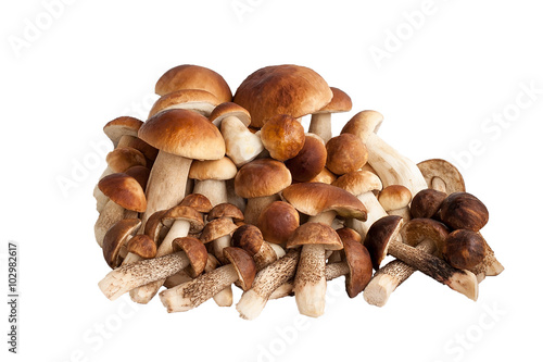 It is a lot of pure mushrooms