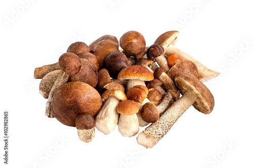 Heap of pure different autumn mushrooms