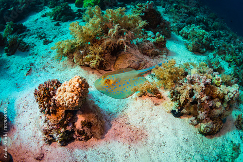 Wallpaper Mural Stingray Torontodigital.ca