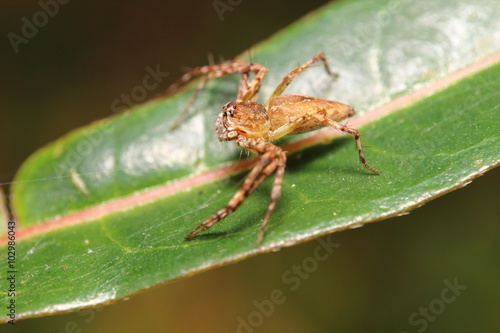 Jump spider on green leaf