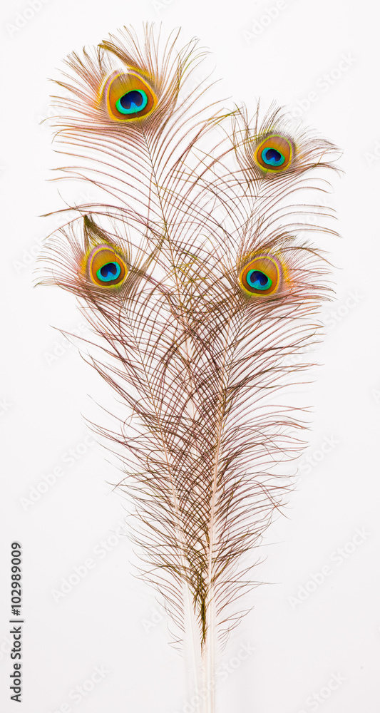 Obraz premium Four Beautiful peacock feathers