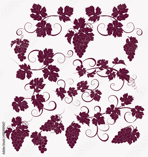 Vector design elements in vintage style with vines.