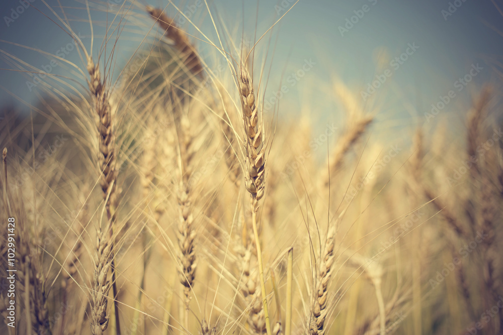 golden wheat field and sunny day golden wheat field and sunny day