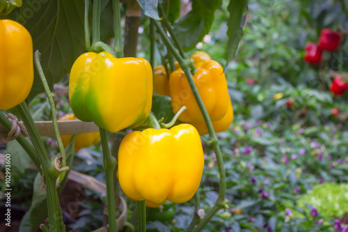 Bell peppers growing in the garden