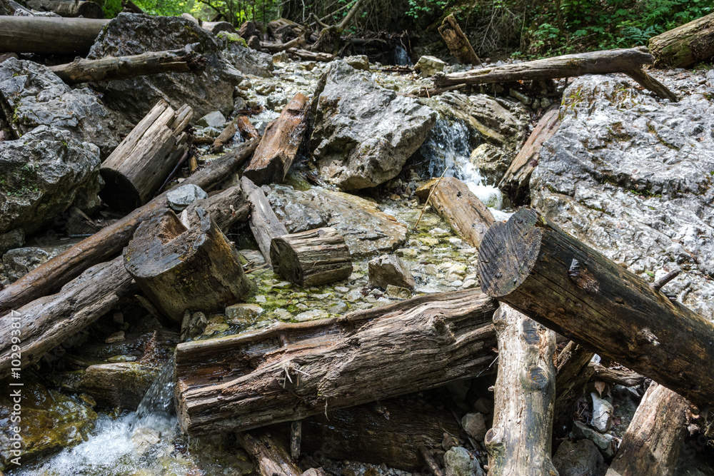 Fototapeta premium rotten trees in the stream