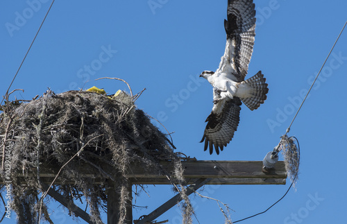 Urban Osprey Bird