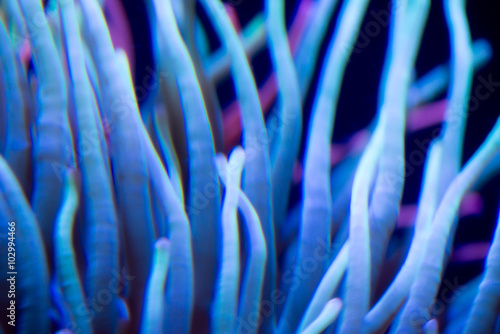 Sea Anemone Background