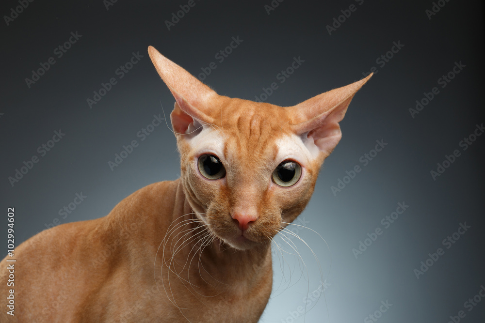 Closeup Funny Ginger Sphynx Cat Surprised Looking in camera on background