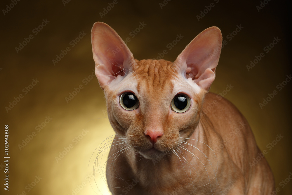 Closeup Funny Ginger Sphynx Cat Curiously Looking in camera on Gold