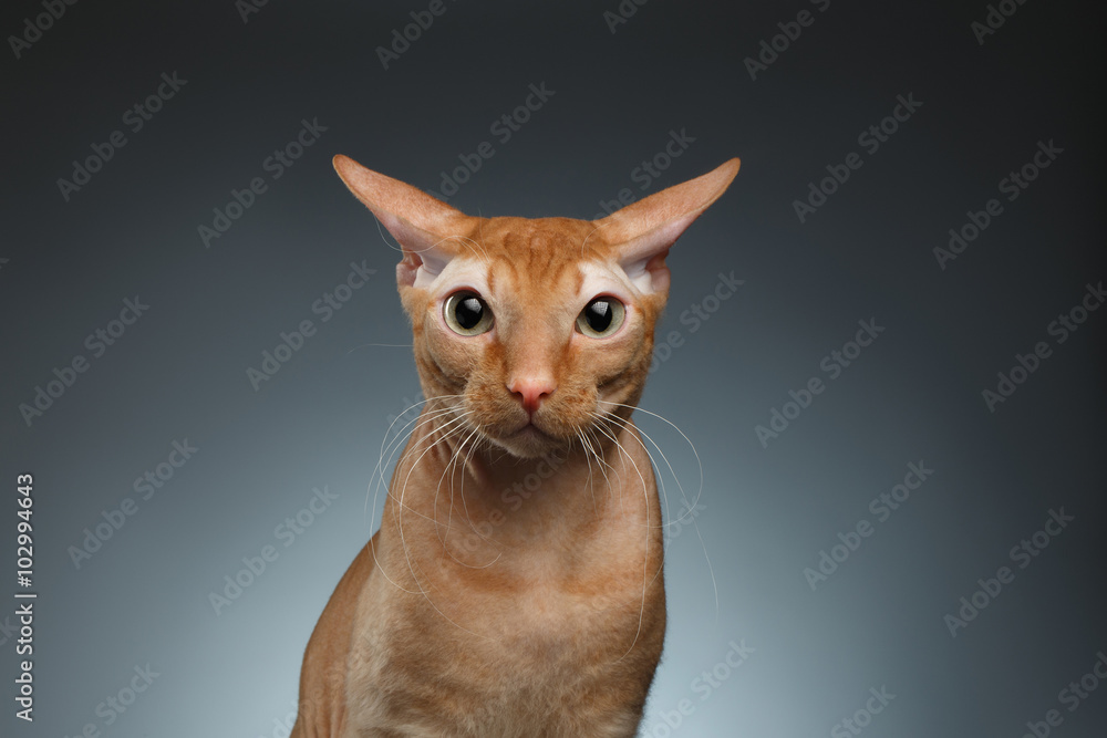 Closeup Funny Ginger Sphynx Cat Surprised Looking in camera on background